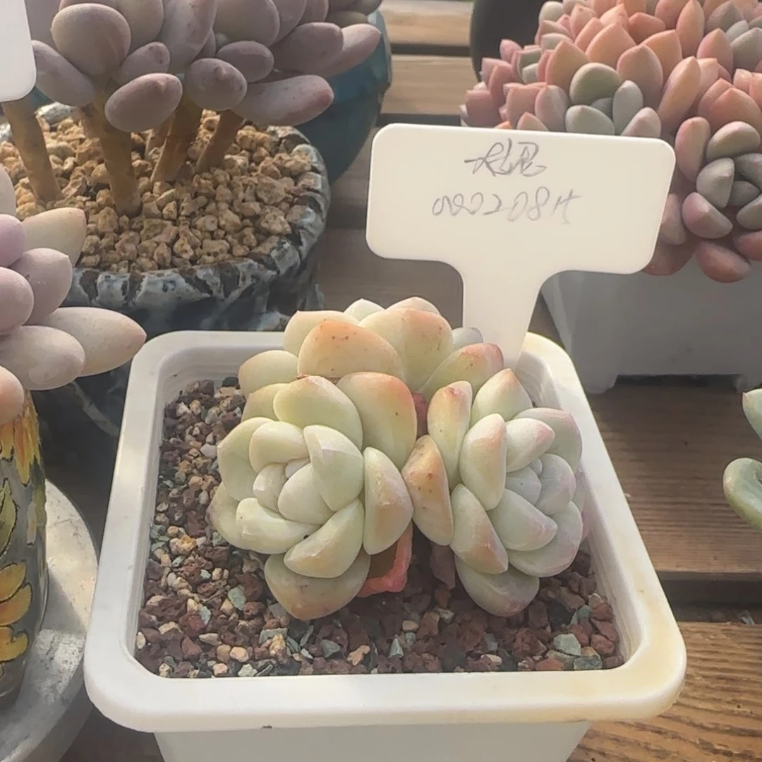 北遇一物一拍大妮