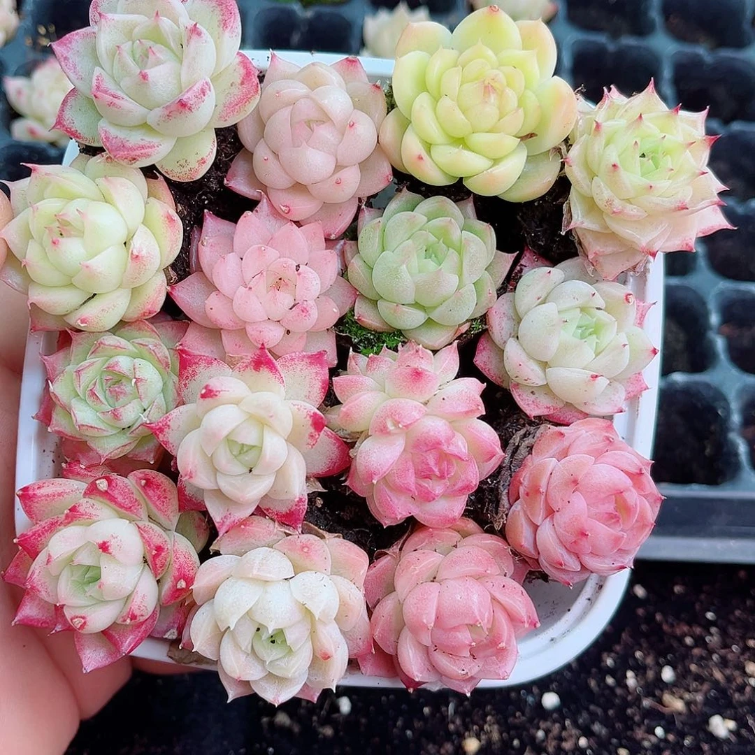 1-657 新疆西藏内蒙不发零度以下拍保温箱不拍不包损