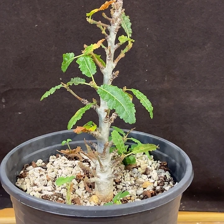 汤圆植物娜娜乳香