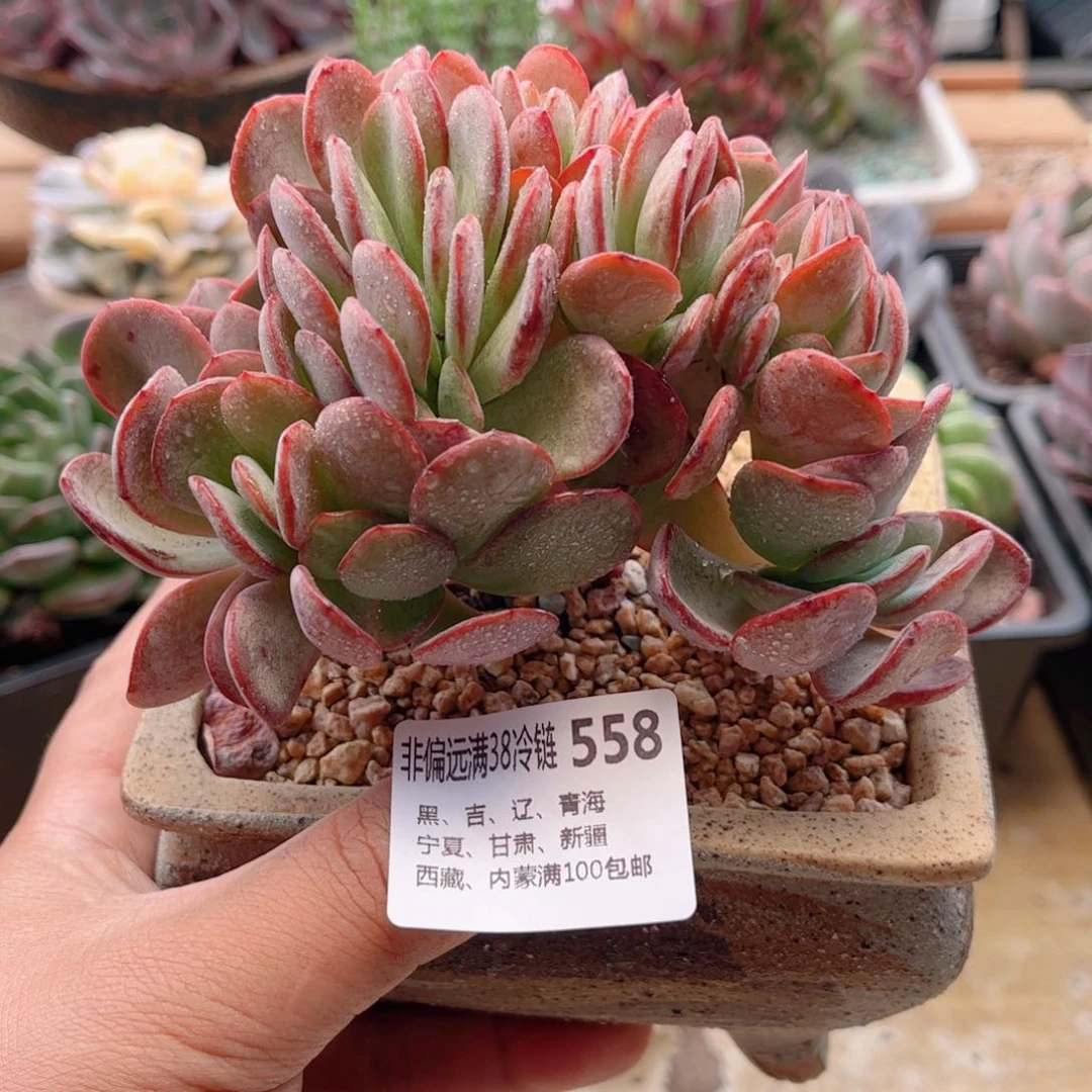 558布鲁克林缀德华多肉