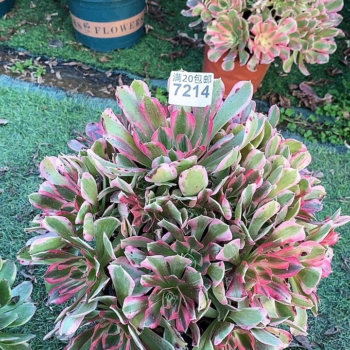 7214 一颗男神法师