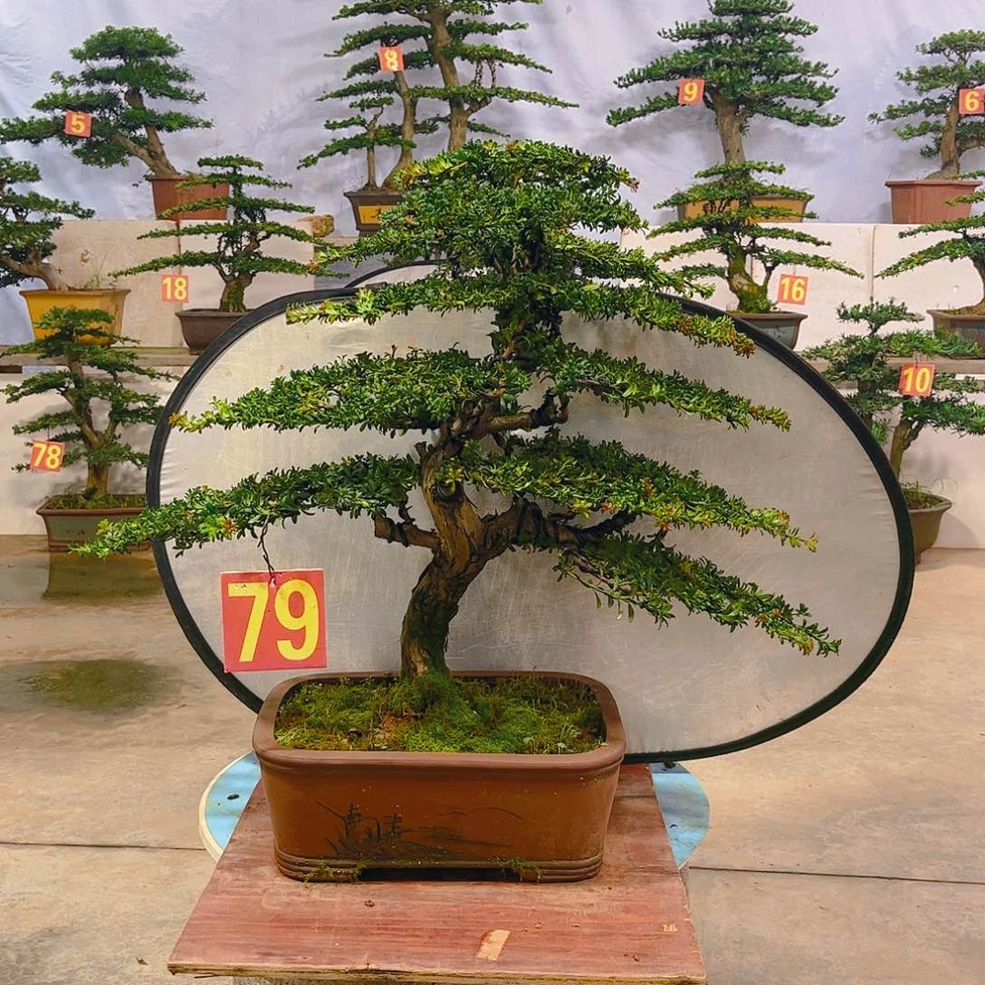 1***9无花朵老桩老盆罗汉松
