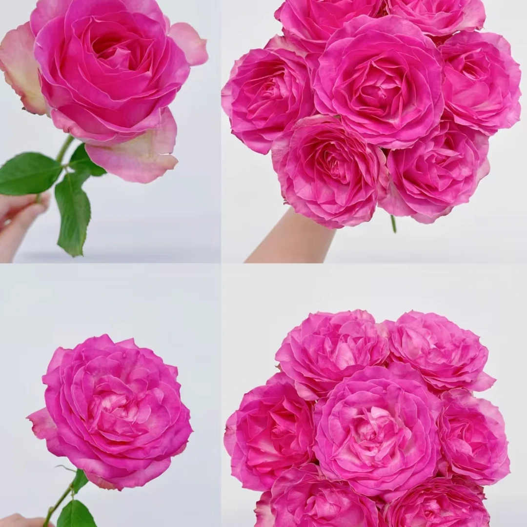 【A1套餐】方德糖果雪山+粉色乒乓菊+康乃馨+洋桔梗+黄莺