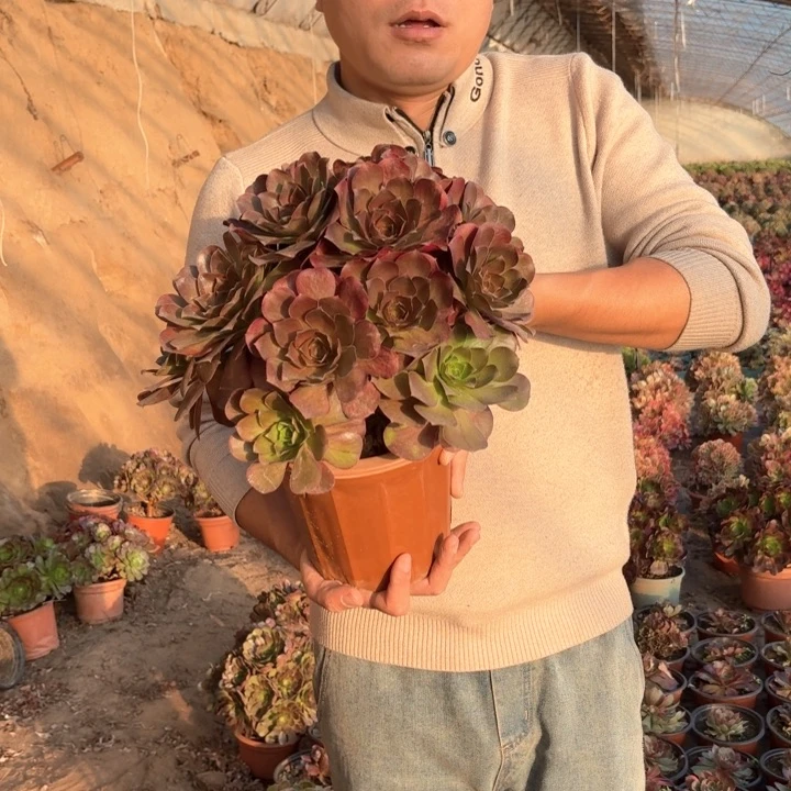 精品超大颗魅金玫瑰好看