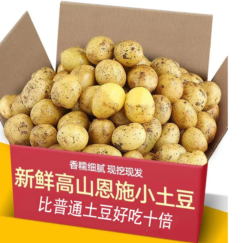 小土豆恩施黄心小土豆正宗高山新鲜黄皮迷你小洋芋马铃薯现挖现发