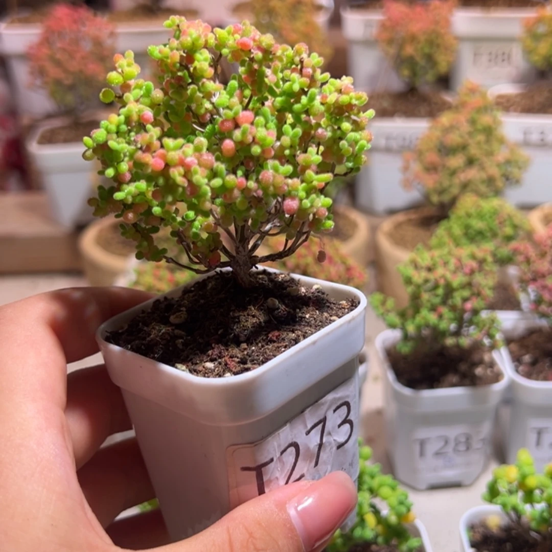 273蜜橘带土发货一物一拍