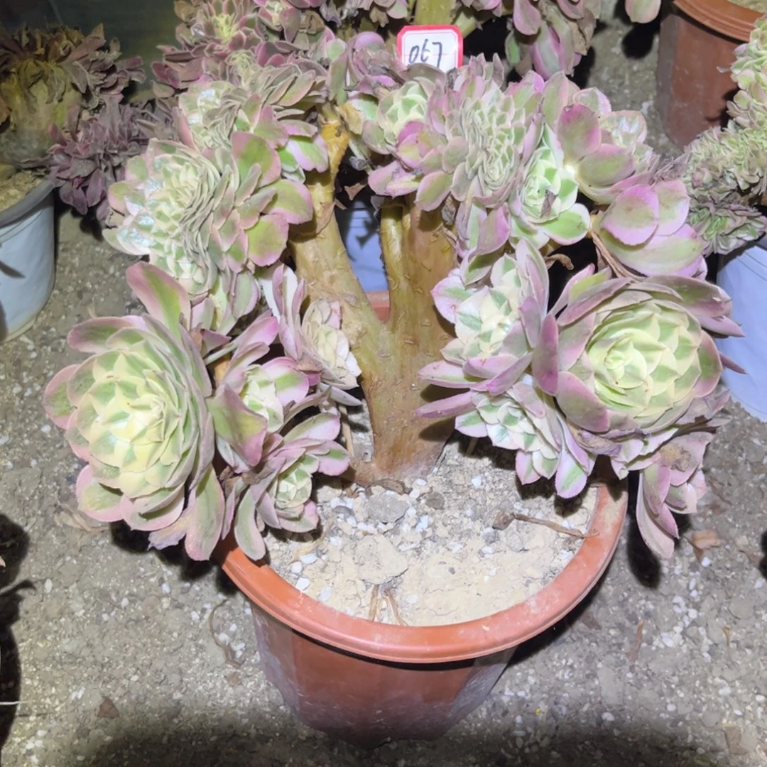 067多肉植物倾城缀化