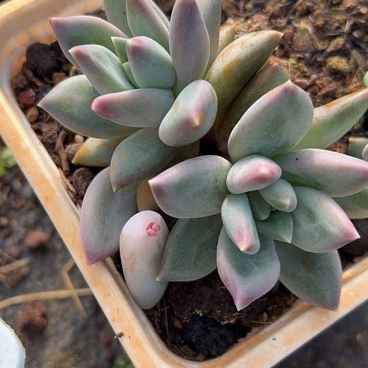 郁金香美人大群特价