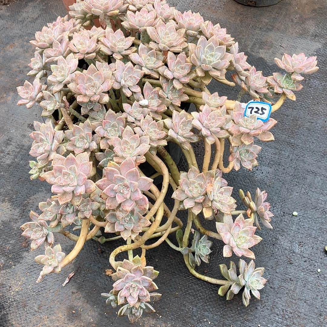 725阿伦培一物一拍多肉