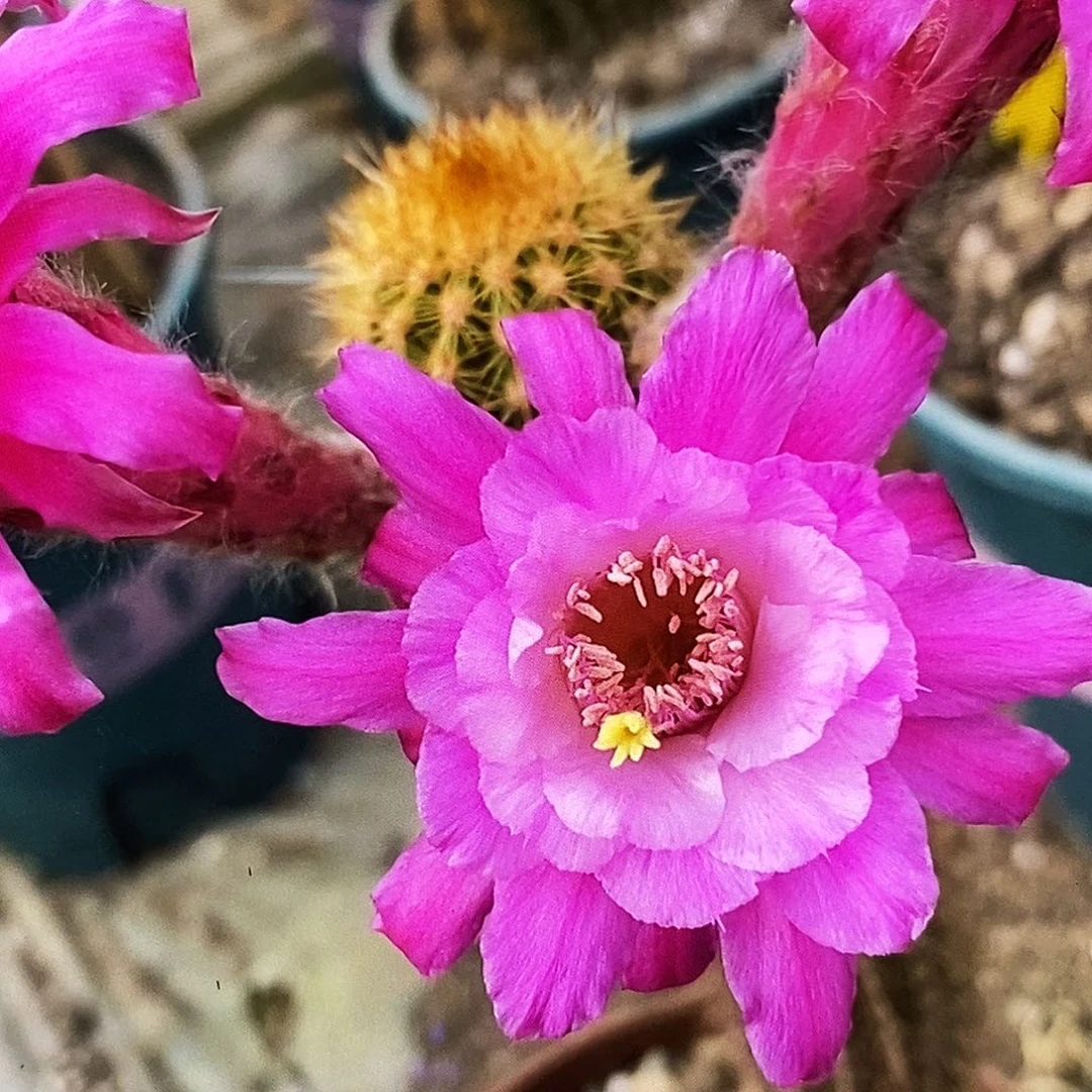 毛金妞海姆侧芽高9公分