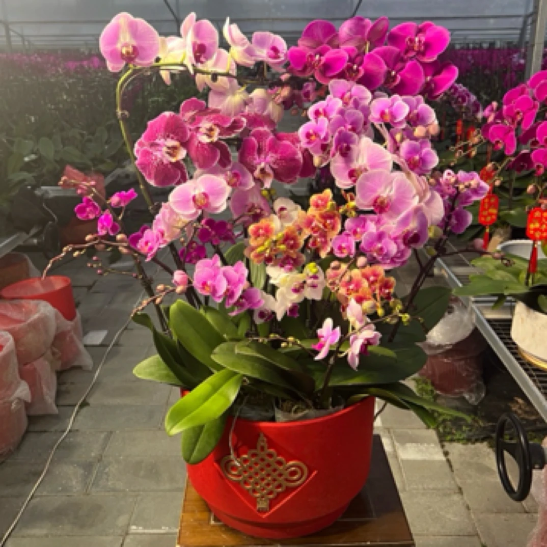 彩色搭配蝴蝶兰，北京同城专车送货上门