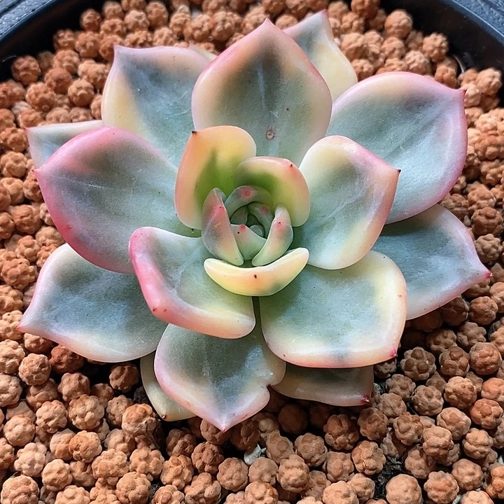 伊丽莎白锦一物一拍，