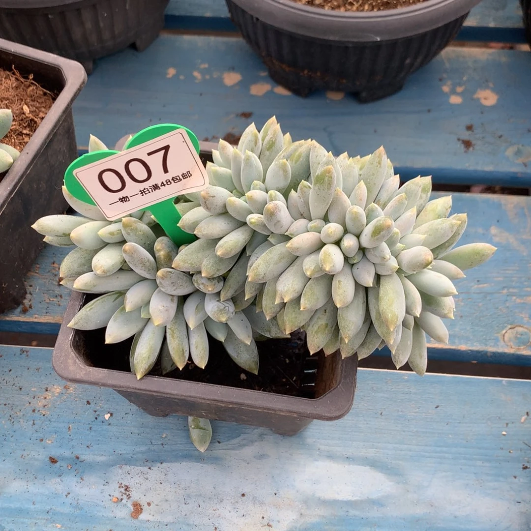 味***道哥特萝莉树缀一物一拍007