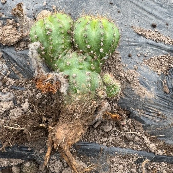 319彩草根有个洞脱土发货