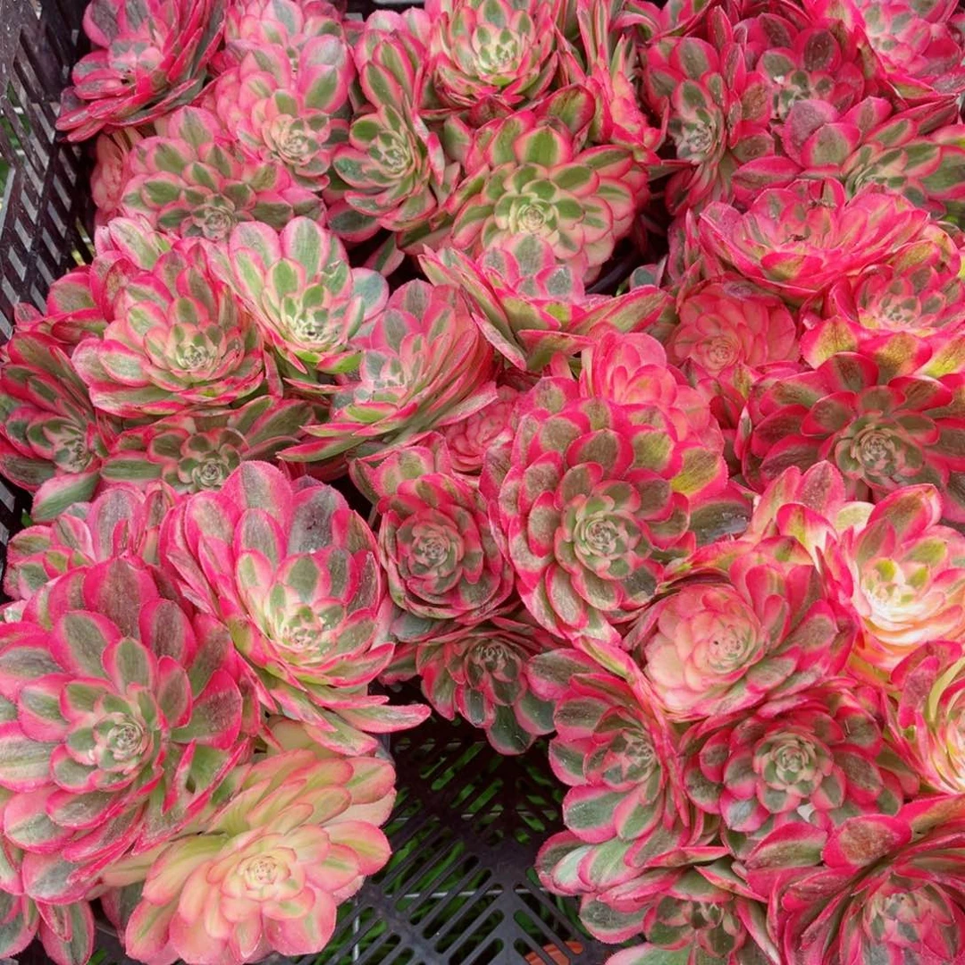小号荔枝量拍多肉法师