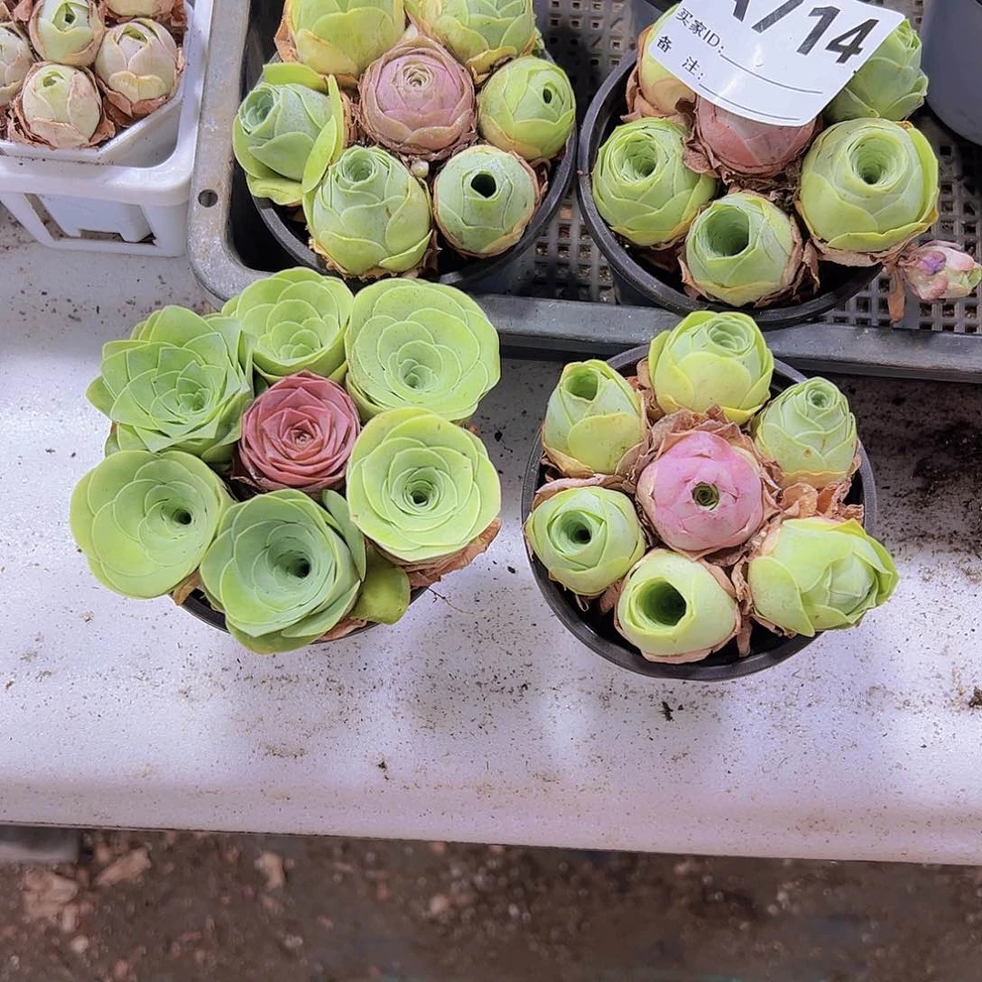 9厘米盆七龙珠2盆组合