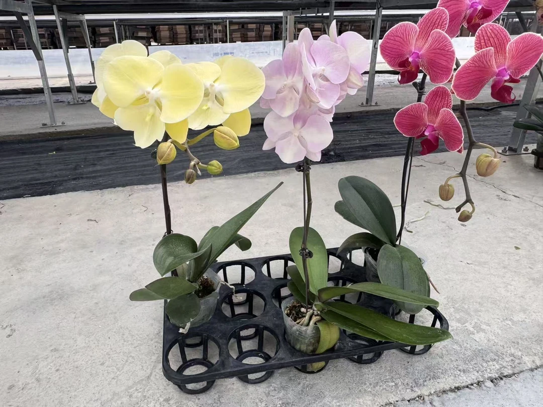 蝴蝶兰【星辰大海】鲜花盆栽室内观赏花花佛山基地直发好养易活
