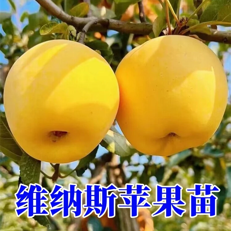 维纳斯黄金苹果树苗盆栽南北方种庭院地栽矮化嫁接苹果苗当年结果