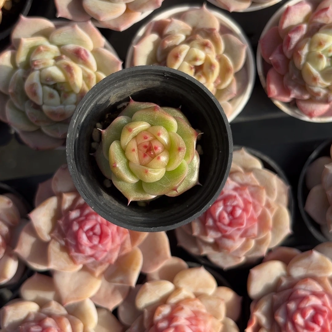 玉玲珑一物一拍的