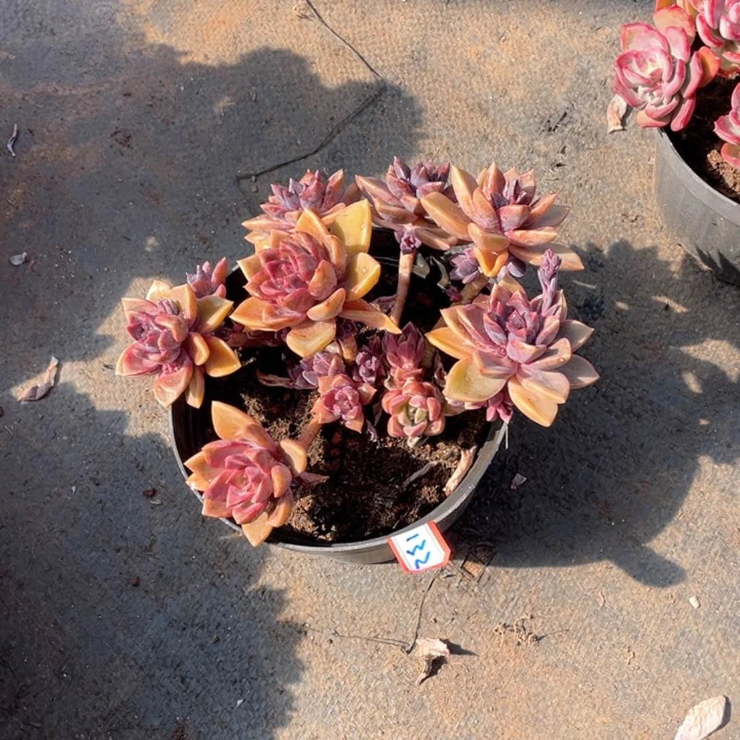 132紫霞仙子 一物一拍多肉