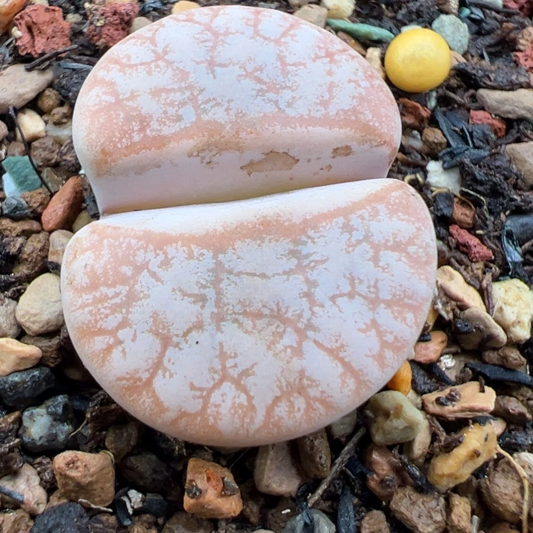 10.22好看的多肉脱土发货222