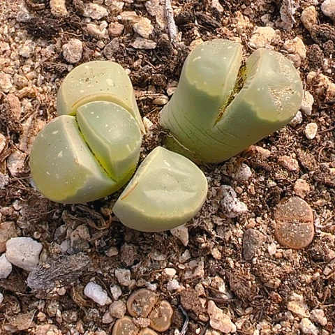 【闪购商品】25922