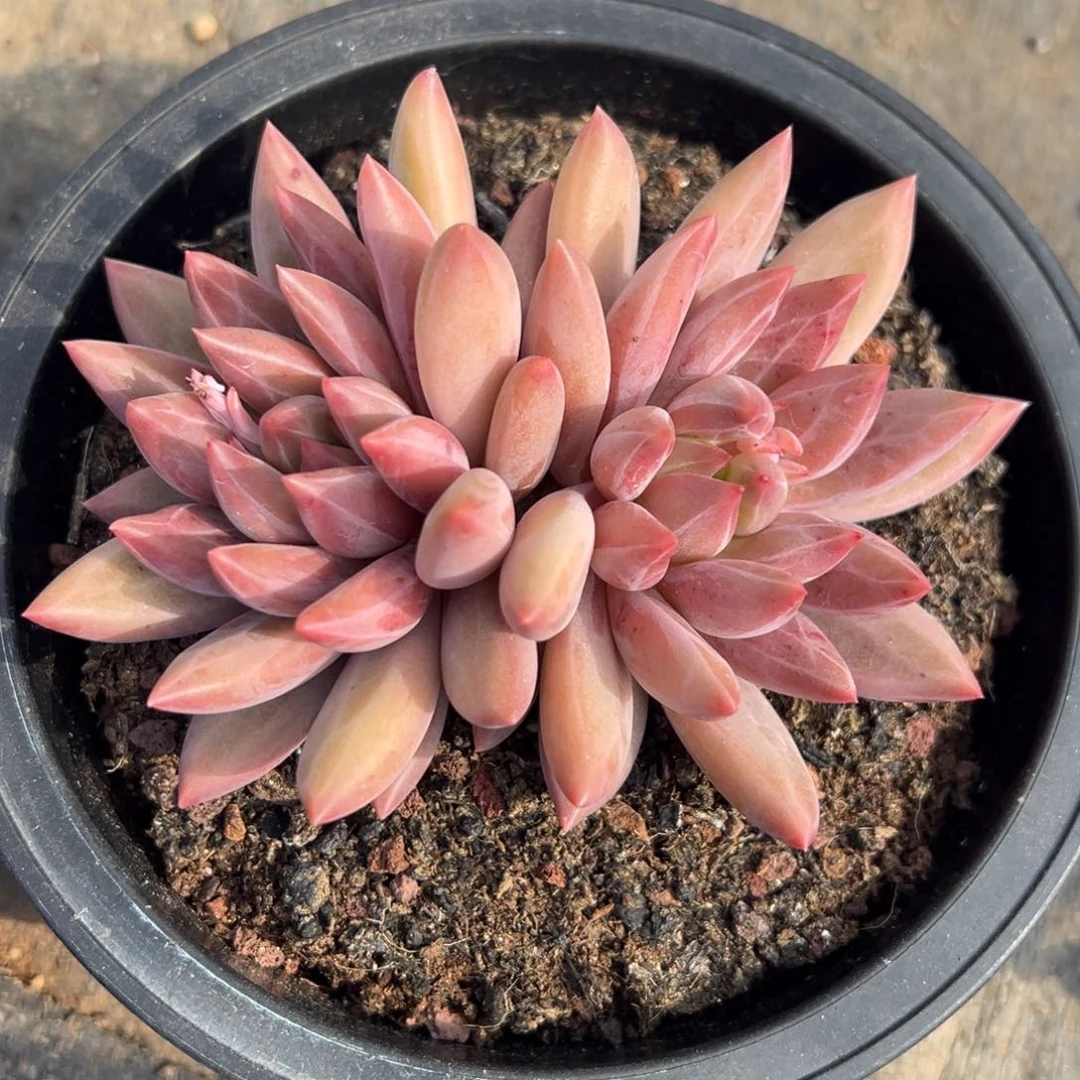 1103142 水晶球双头正版