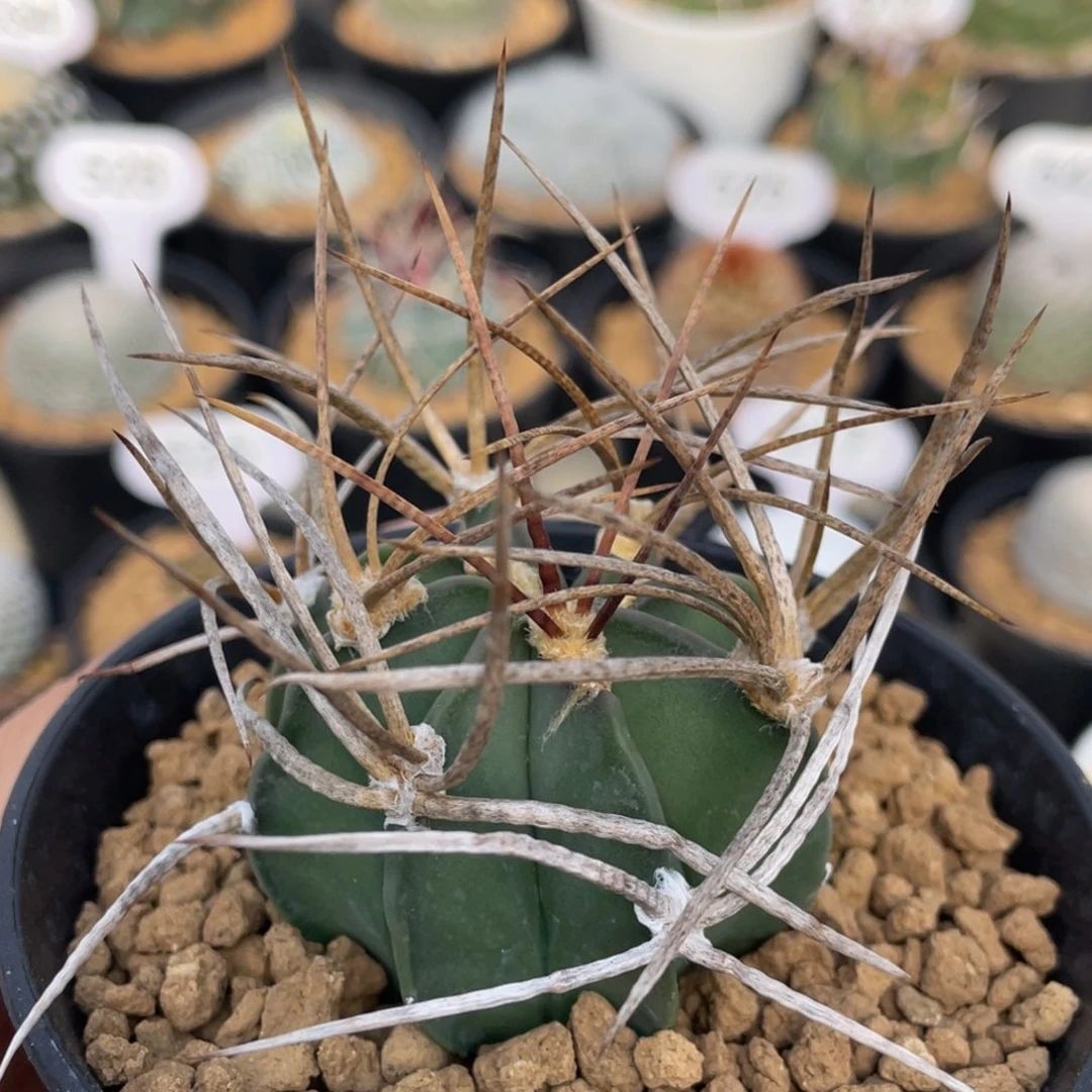 水牛大凤玉        实生根