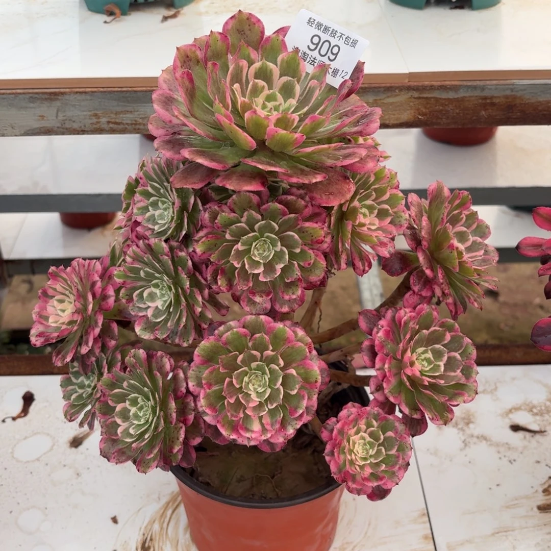 909霁月多肉植物法师