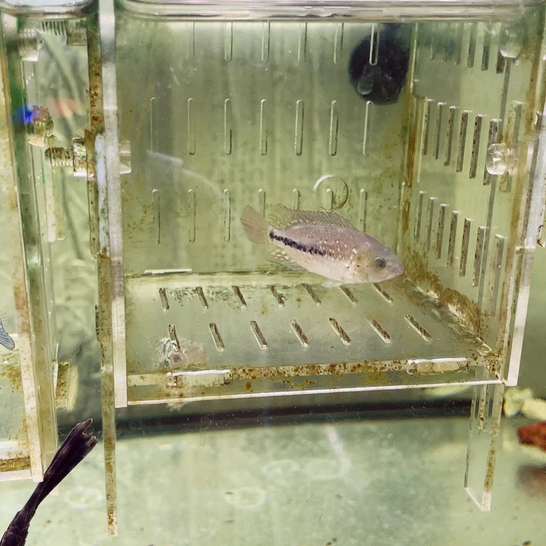 ****罗汉鱼古典火凤凰一条