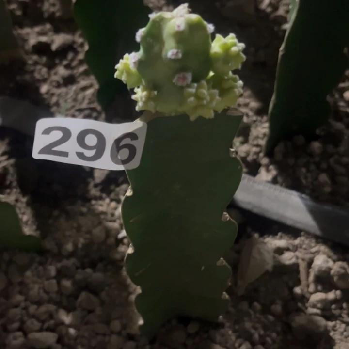 桃太郎锦一棵一棵296