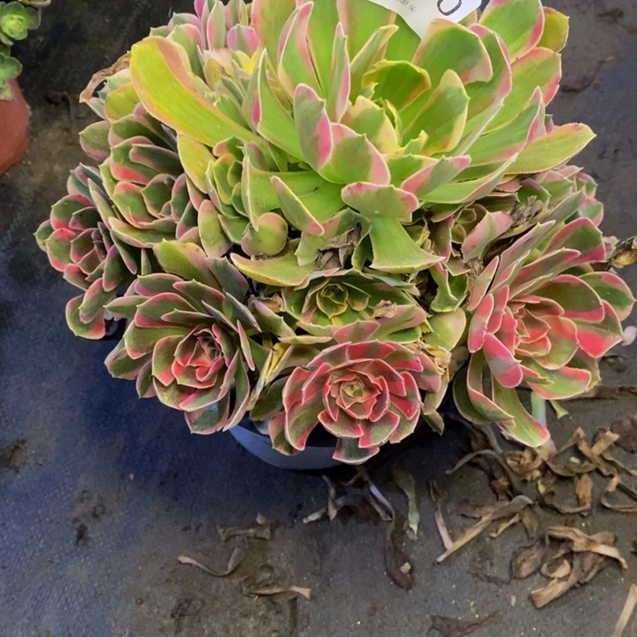 美****妖月多肉断头不包0460