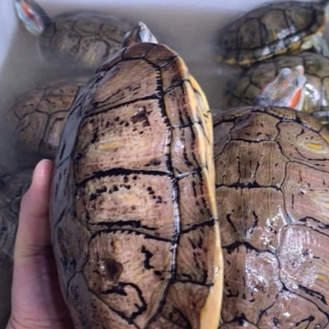 绿毛龟母两个凡高公