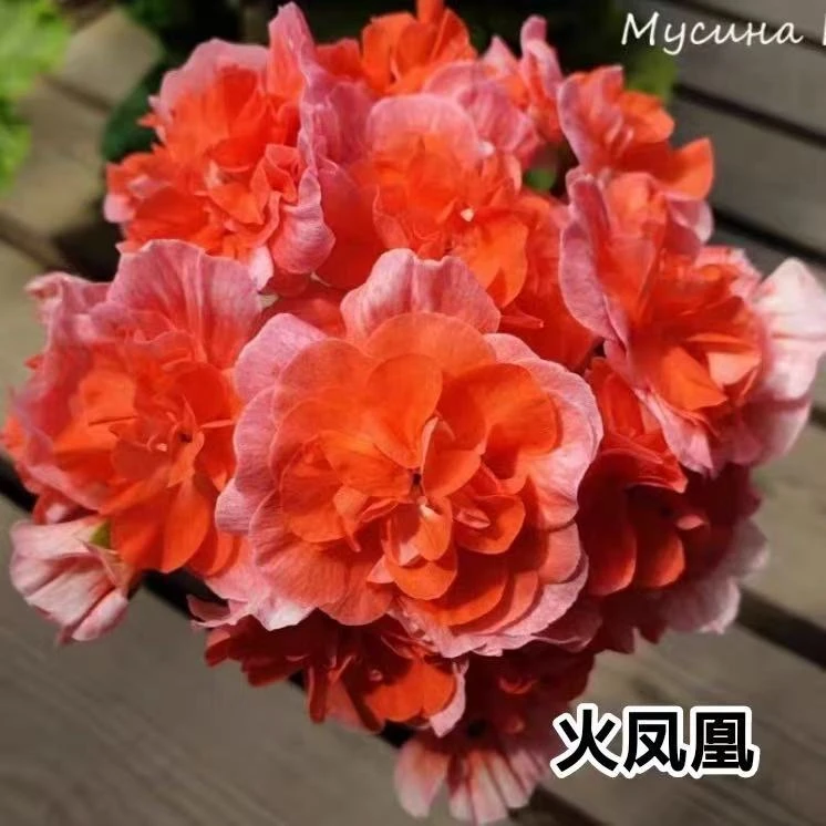 【火凤凰】半兽勤花天竺葵中苗包对版