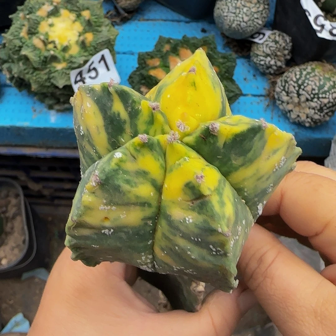 鸾锦447仙人球开花