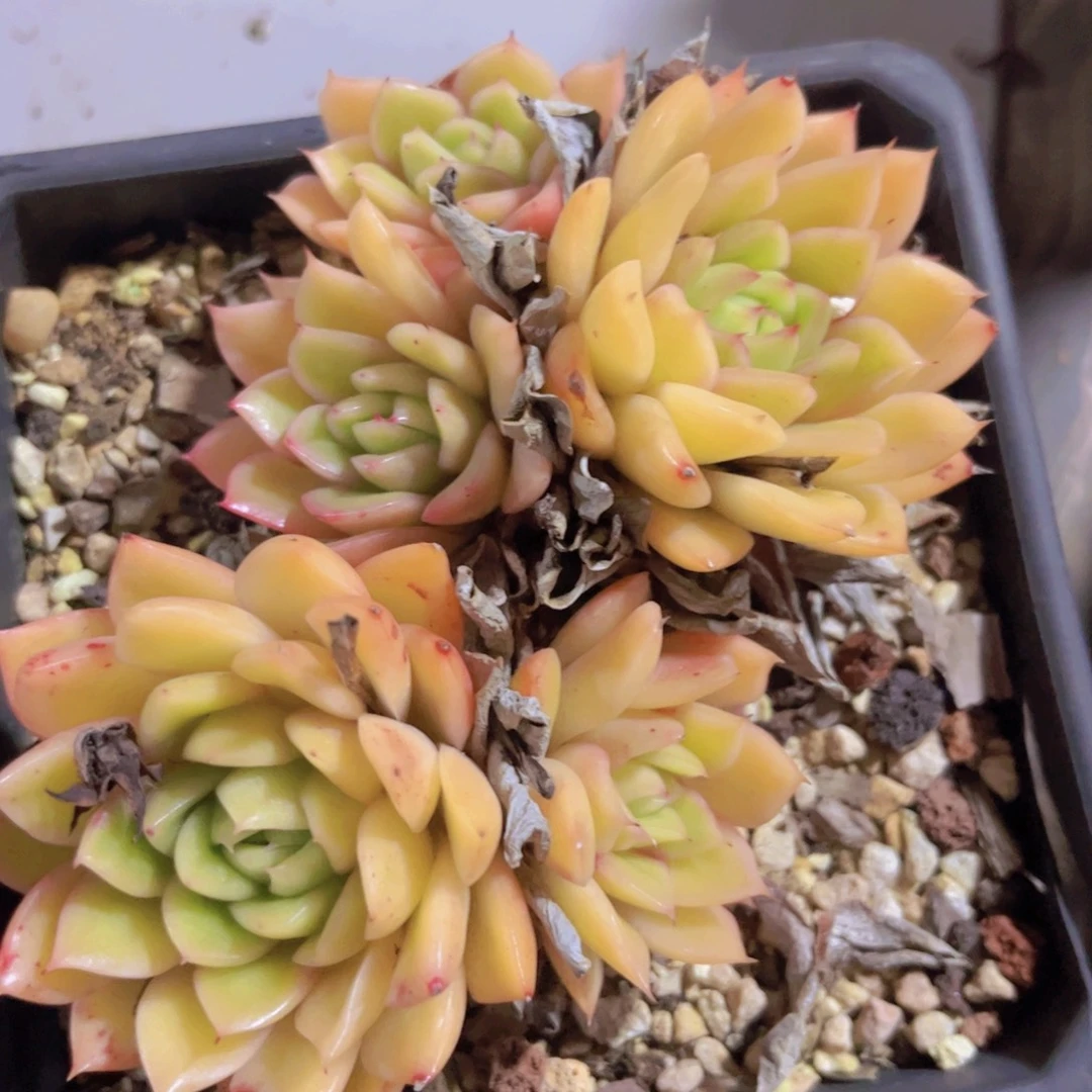 冰河世纪04223多肉植物
