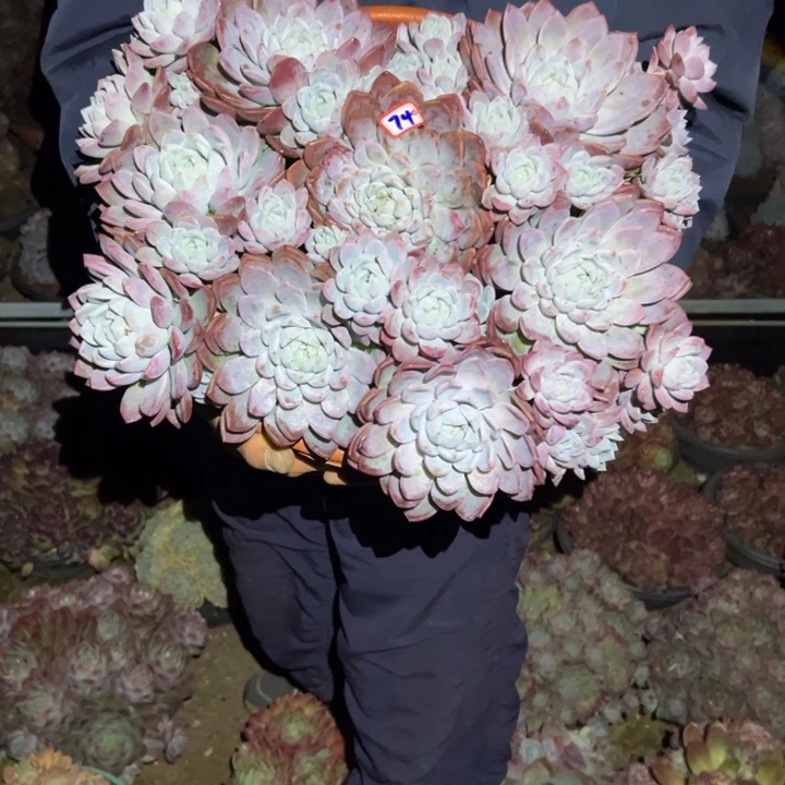 潮***趣精品多肉植物老桩