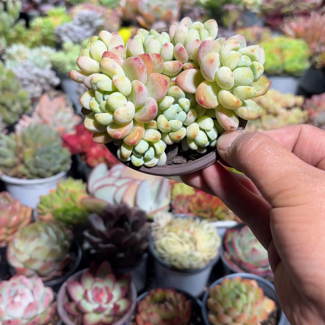 劳尔多肉整群9㎝盆