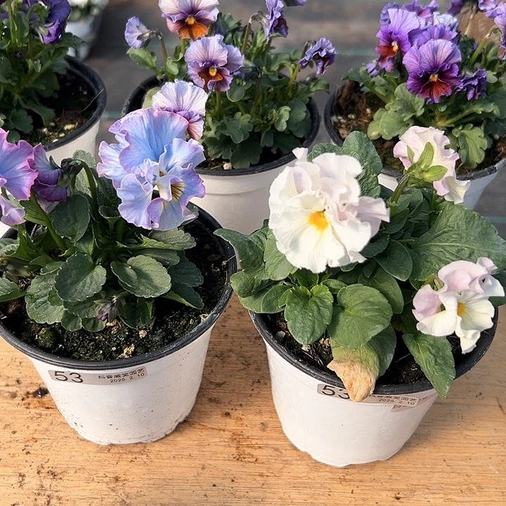 水晶抖音直播闪拍53