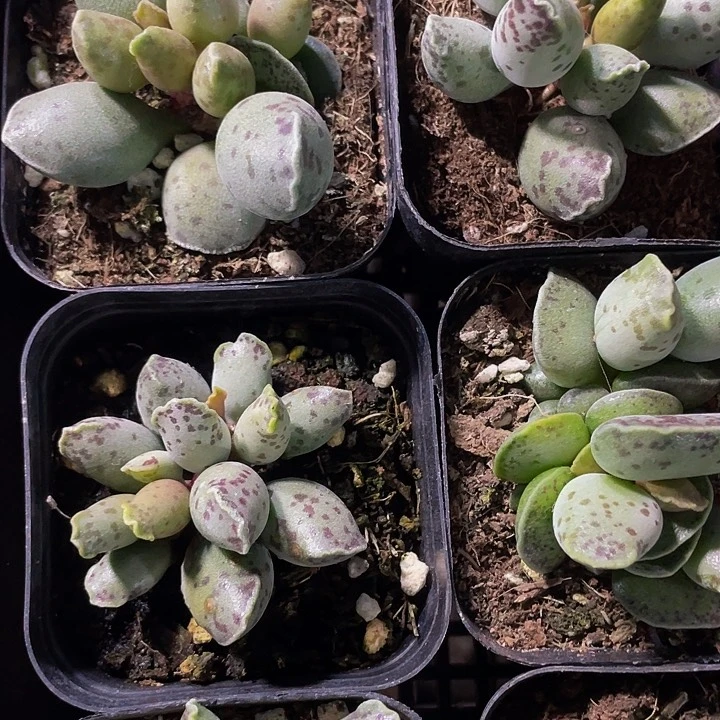 海豹3.8带盆土发