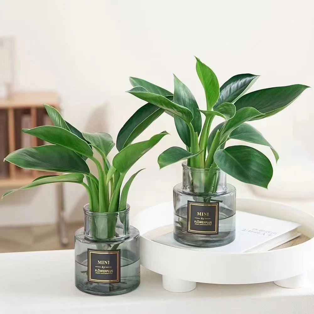 【净化空气】绿公主水培金钻盆栽室内花卉植物桌面绿植四季青易活