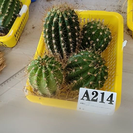 当前无花栽培后可以开花a214