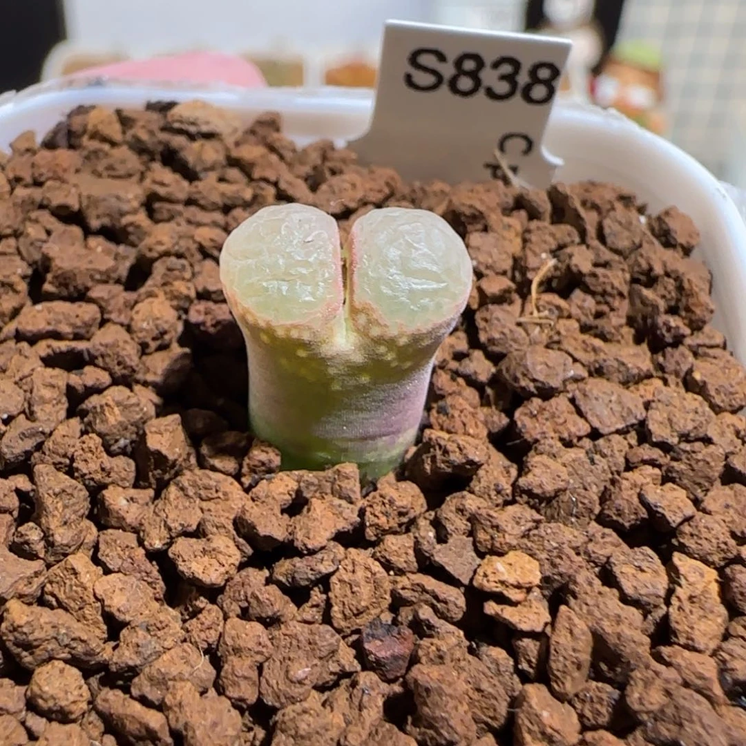 肉锥多肉植物组合-黑眼豆豆1183