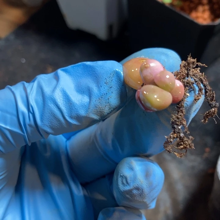 红手指锦多肉植物