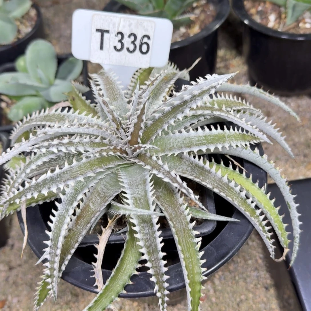 罗***五福利沙漠凤梨一颗脱土发