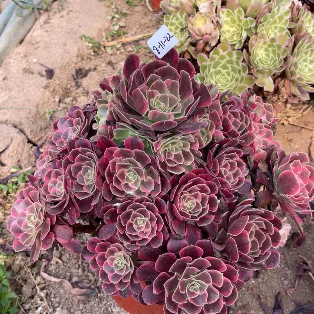 落***言8-11-22凤冠法师锦寄养