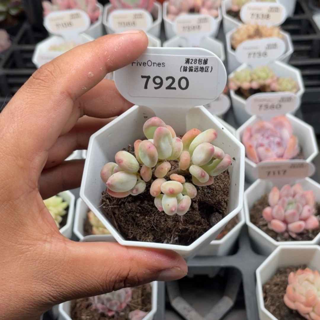 7920苹果奶5.0厘米