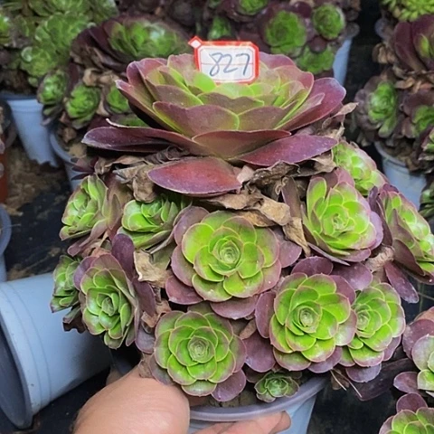 魅金玫瑰捧花827号