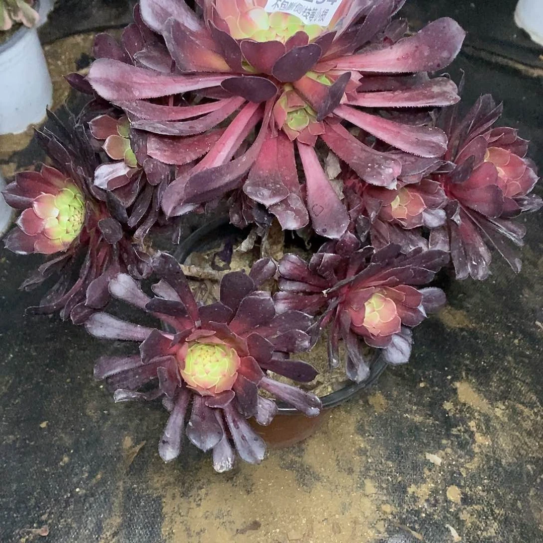 234红铜壶中斑锦多肉