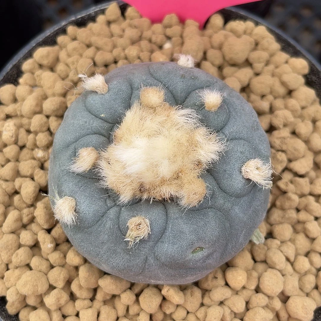 仙人球无刺草球实生4.8厘米编号049